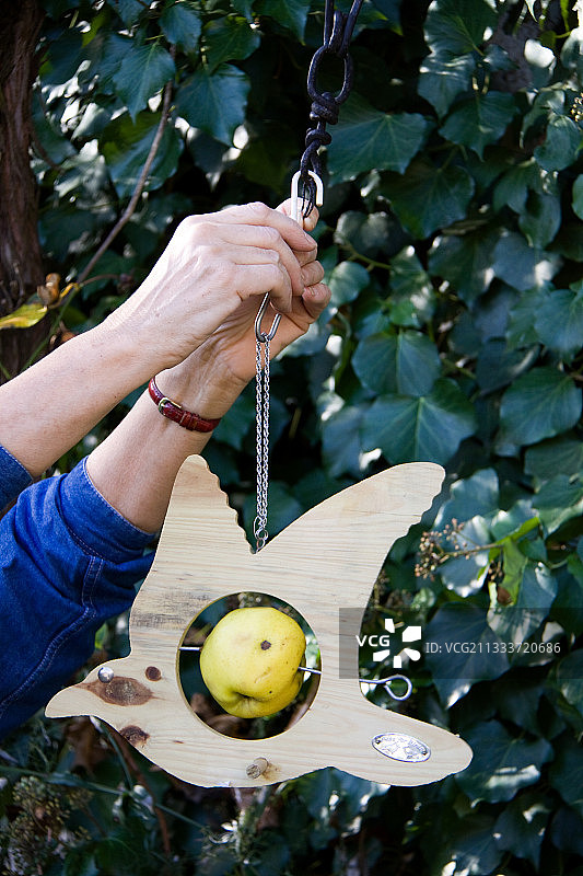 花园里安装带苹果的木制喂鸟器图片素材