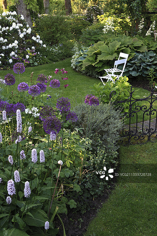 花园中盛开的拳参和大蒜图片素材