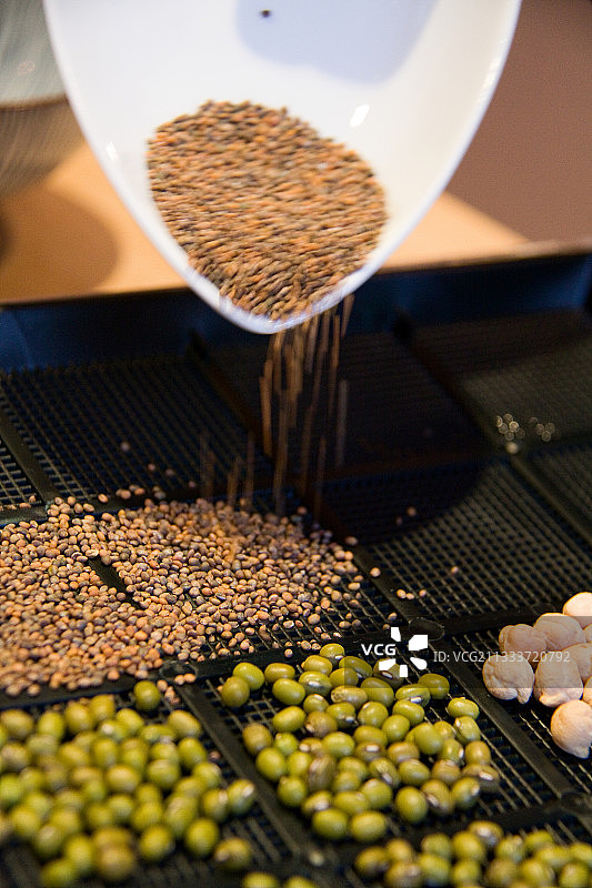 在育苗盘中播种图片素材