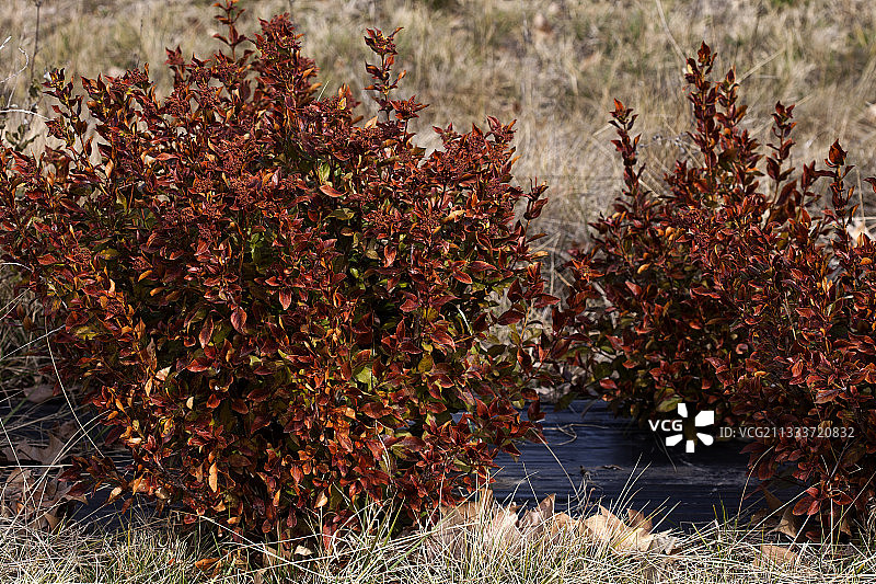 被霜冻烧伤的年轻荚蒾，法国普罗旺斯图片素材