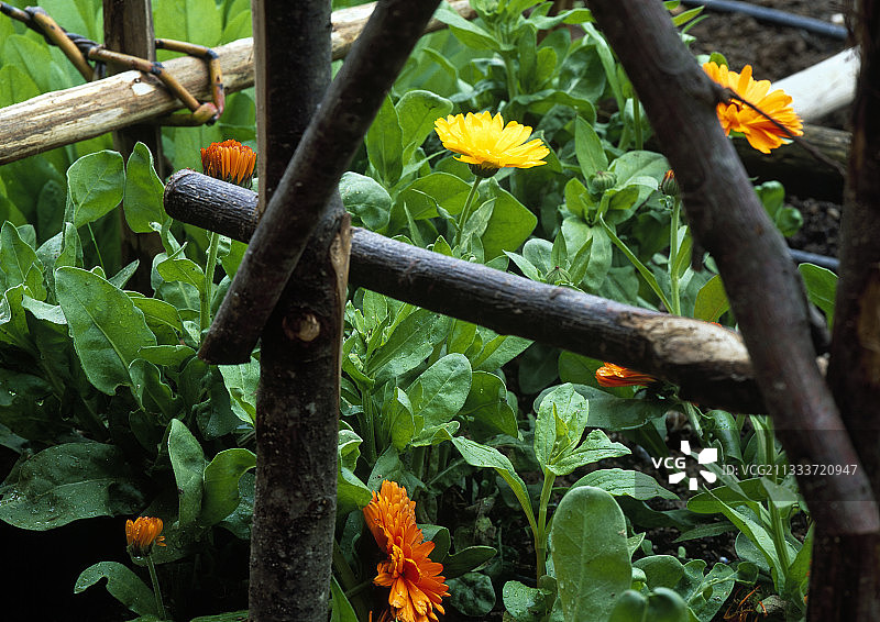 花园里盛开的盆栽金盏花图片素材