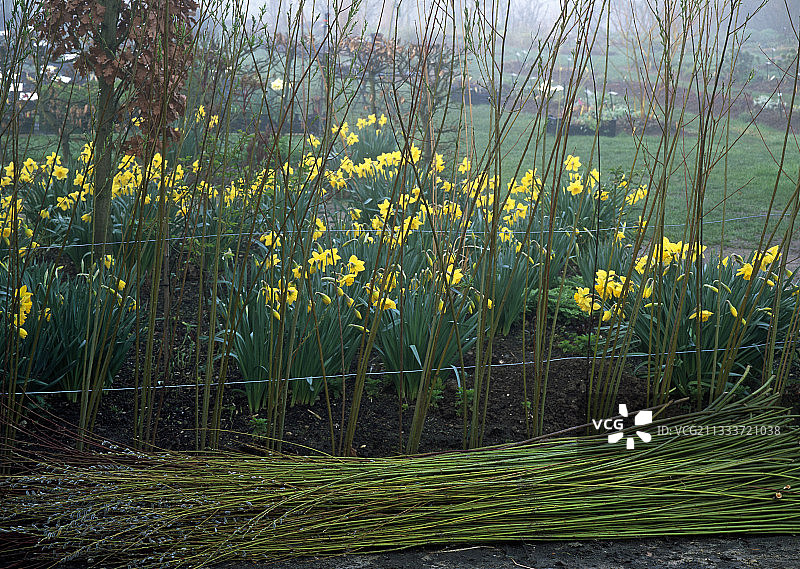 花园里收割的柳条图片素材