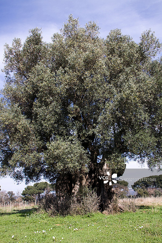 1300年树龄的橄榄树图片素材