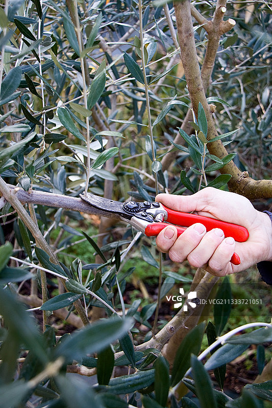 花园里的橄榄树修剪图片素材