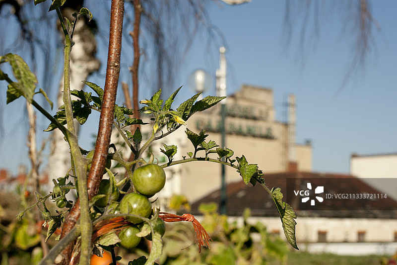 法国里昂佩拉什空中花园的番茄图片素材