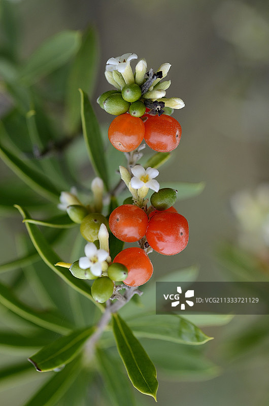 大西洋沿岸法国瑞香的花序和果实图片素材