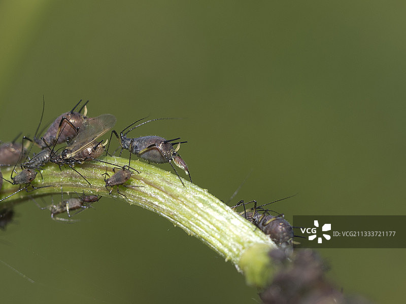 蚜虫在法国茎上出生图片素材