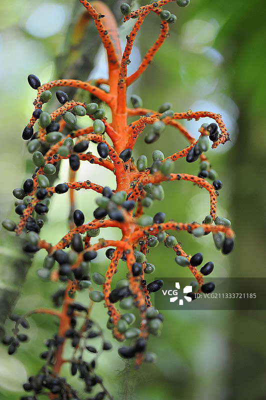 哥斯达黎加竹棕榈果簇图片素材