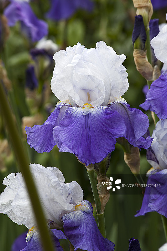 花园里盛开的鸢尾花图片素材