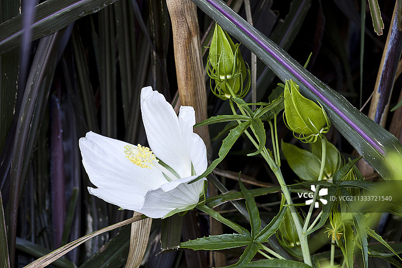 景观设计师大卫·弗伦多图片素材