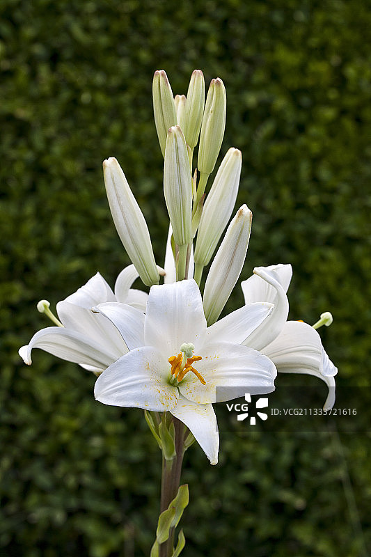 花园中盛开的圣母百合图片素材