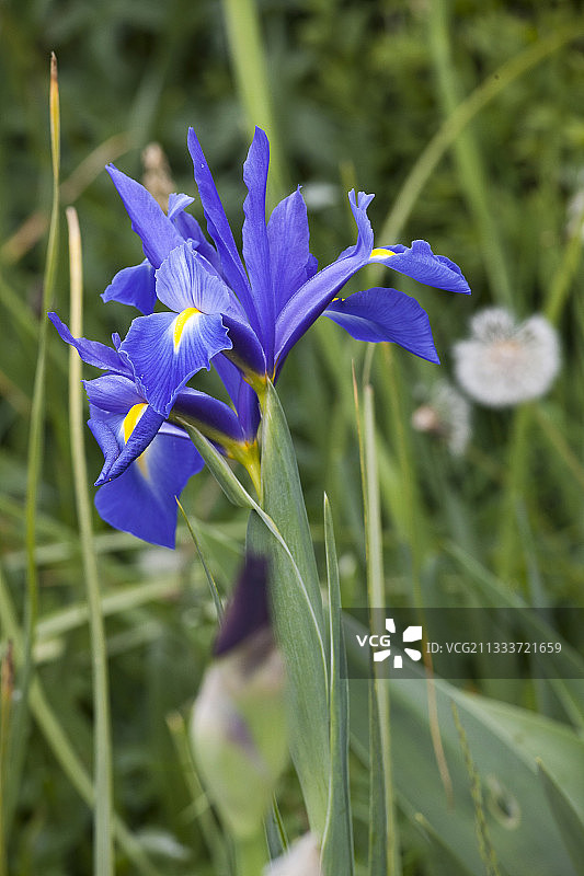 花园中盛开的荷兰鸢尾花图片素材