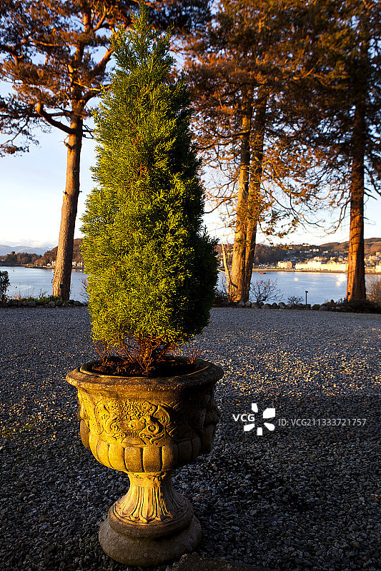 图雅盆栽苏格兰英国图片素材