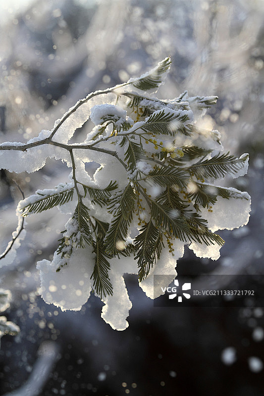 法国花园雪中冬日含羞草图片素材