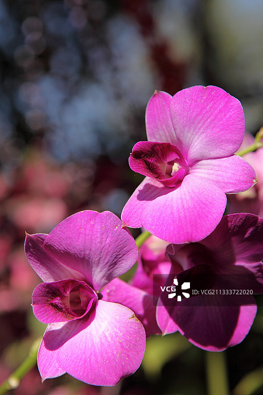 老挝波罗芬高原花园中的兰花图片素材