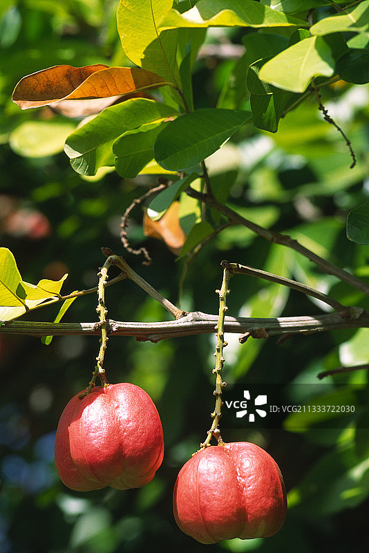西非荔枝果：1778年引入牙买加，是牙买加国菜咸鱼西非荔枝果的组成部分图片素材