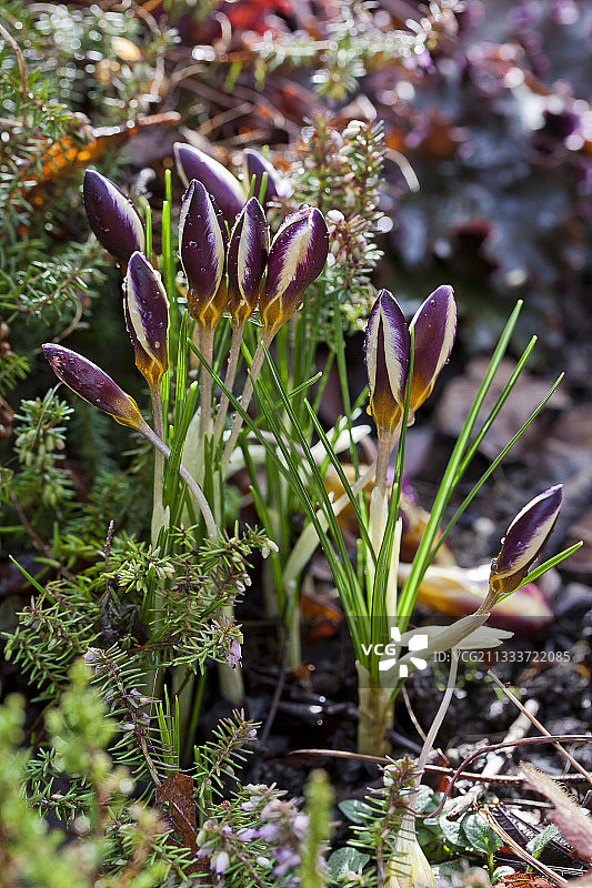 花园里含苞待放的番红花图片素材