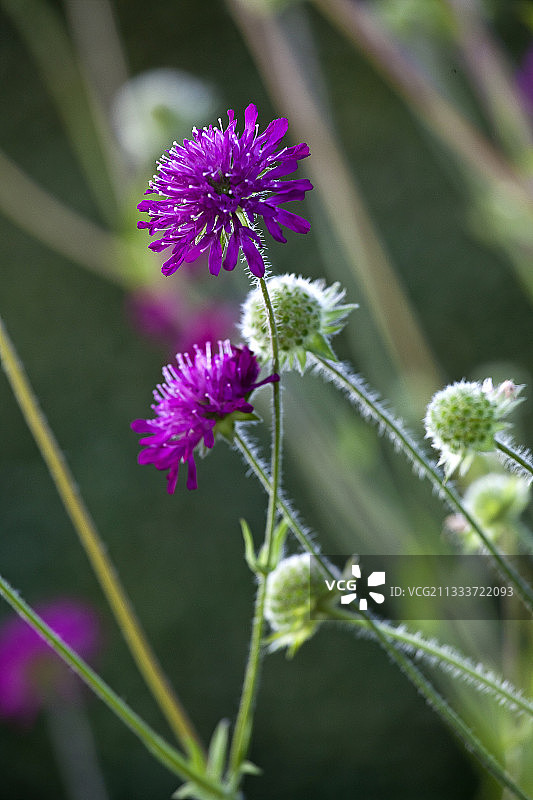 花园中盛开的马其顿蓝盆花图片素材