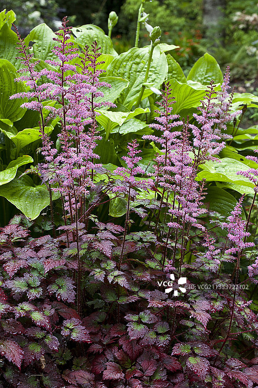 花园中盛开的彩色闪光落新妇图片素材