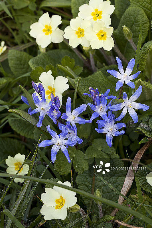花园里的报春花和海葱图片素材