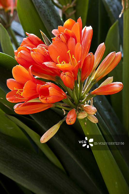 花园中盛开的卡菲尔百合图片素材