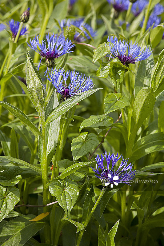 花园中盛开的多年生矢车菊图片素材