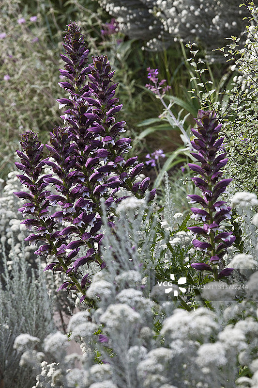 园艺师：David Frendo图片素材