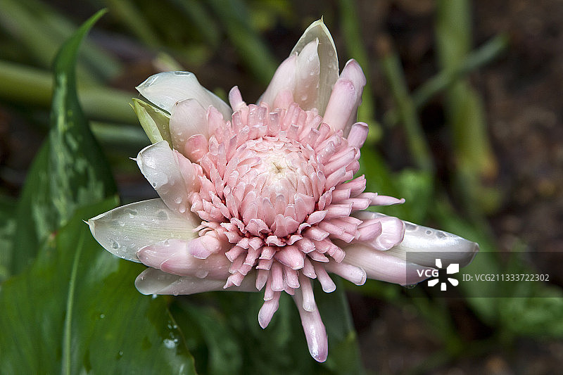 花园中盛开的火炬姜图片素材