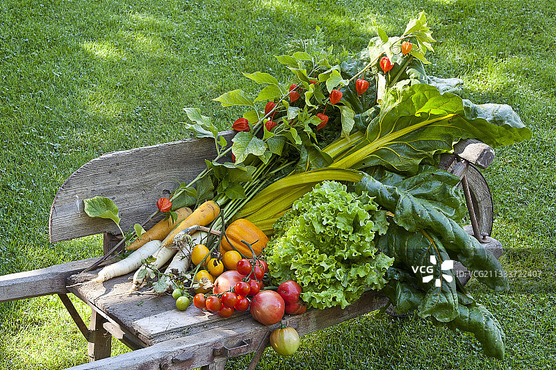 花园蔬菜丰收图片素材