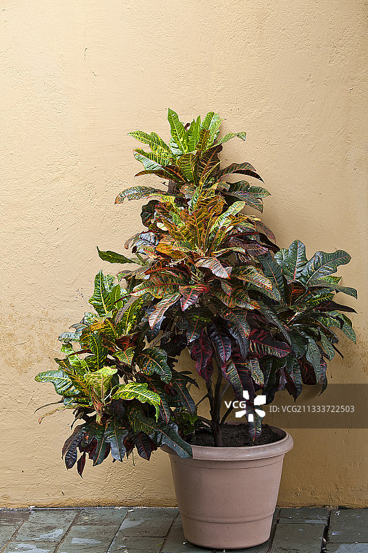 巴西花园里的巴豆树图片素材