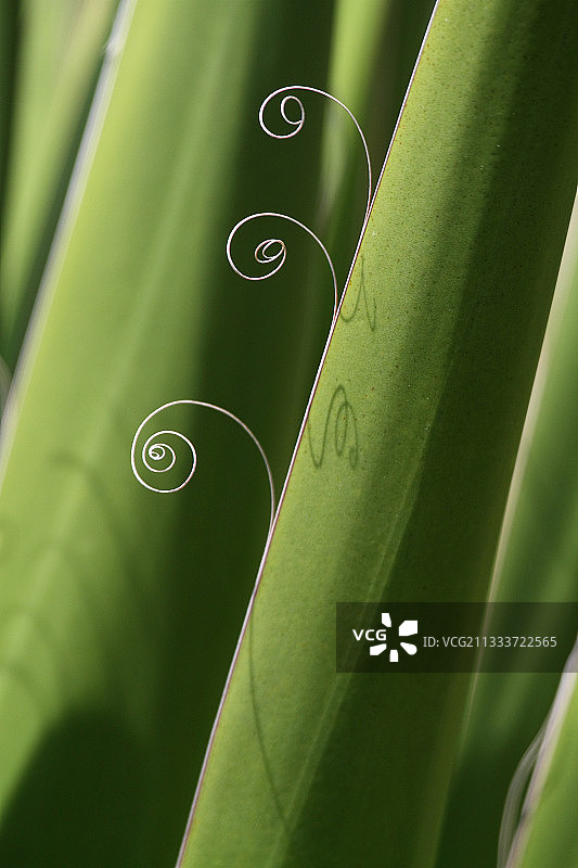 法国龙舌兰木质素螺旋切片图片素材