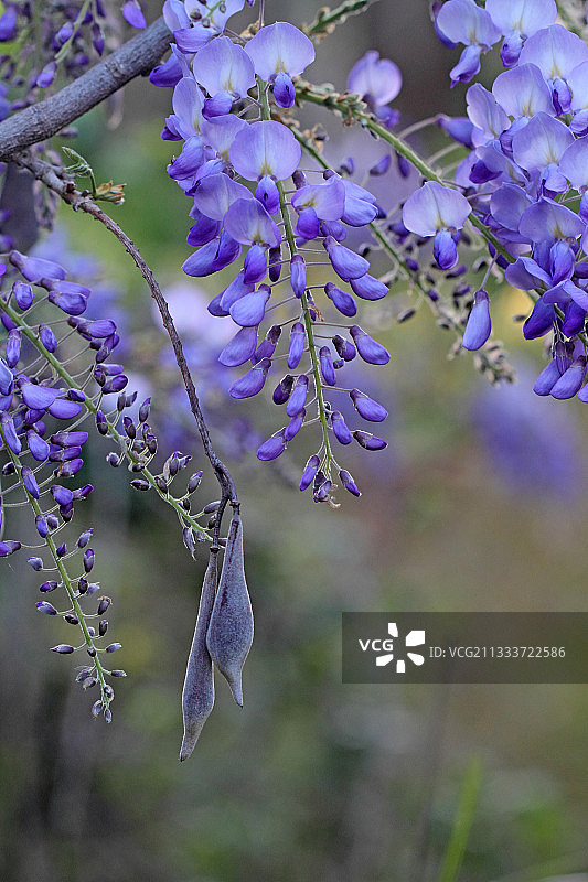 中国紫藤花（法国有机花园）图片素材