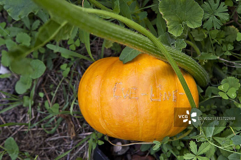 厨房花园里的 potiron 南瓜图片素材