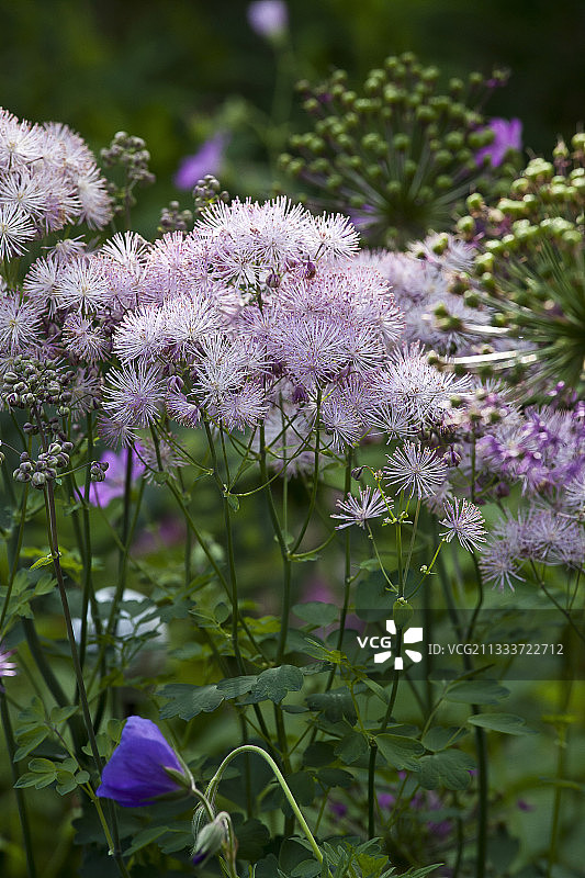 花园中盛开的唐松草图片素材
