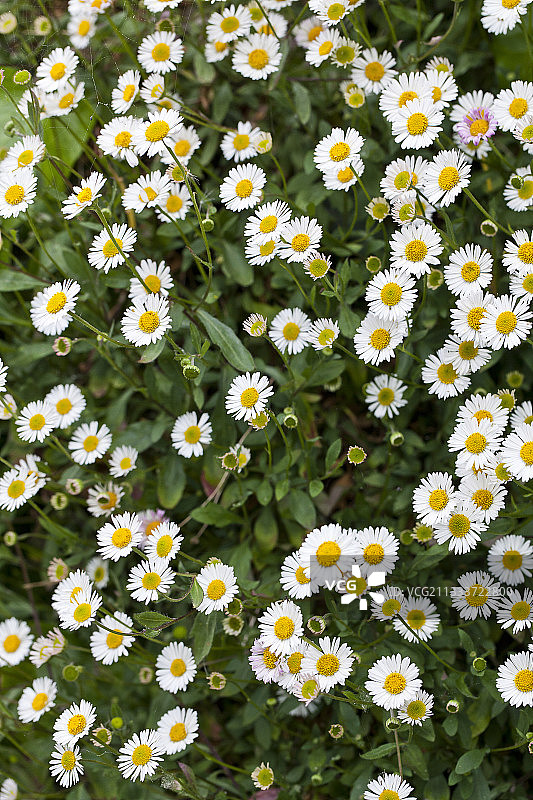 花园里盛开的雏菊图片素材