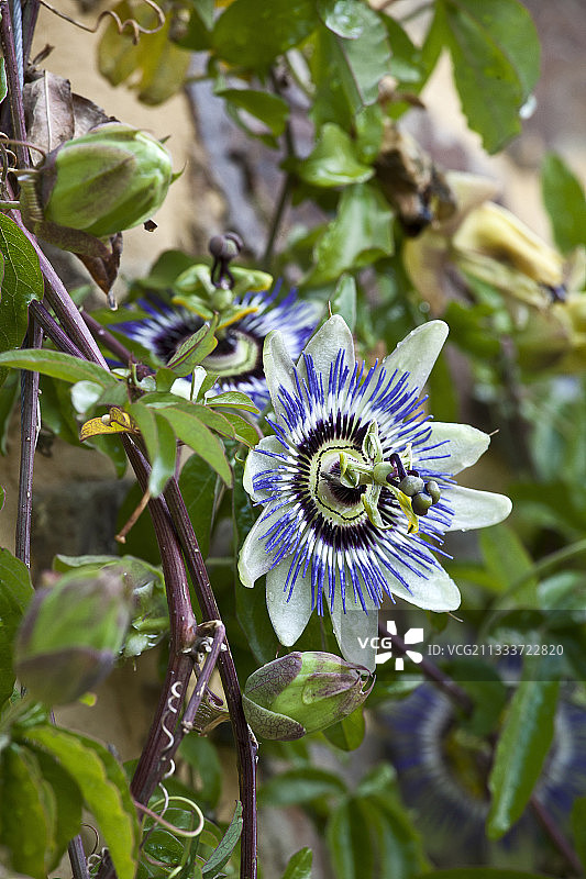 花园中盛开的蓝冠西番莲图片素材
