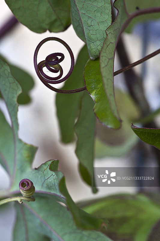 花园里的蓝色西番莲卷须图片素材