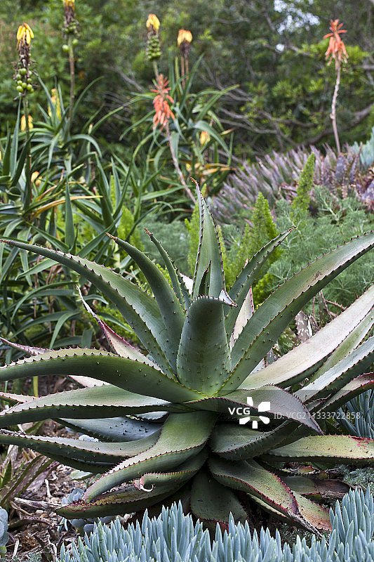 园艺师：David Frendo图片素材