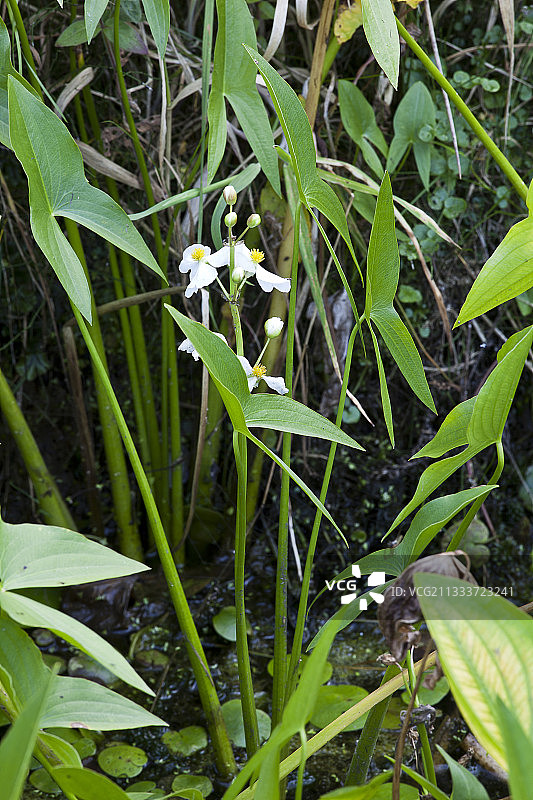 花园池塘中盛开的射手座图片素材