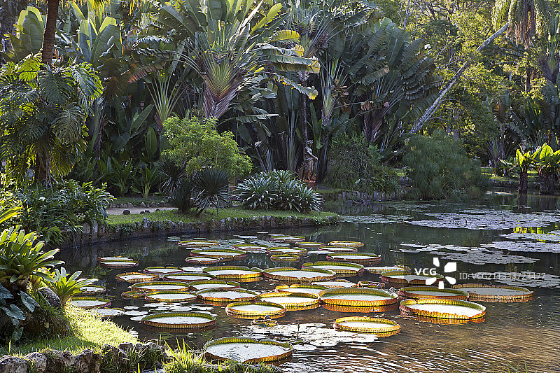 巴西里约热内卢植物园的巨型睡莲图片素材