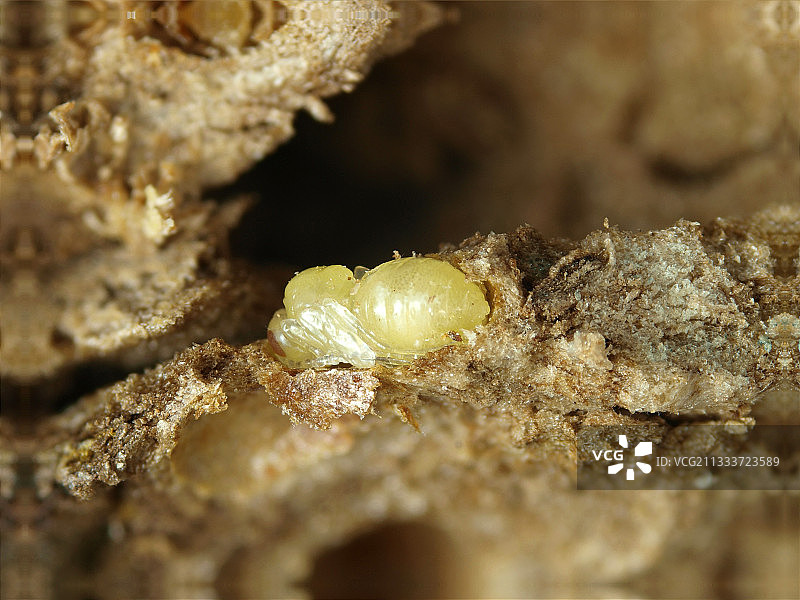 莴苣藤瘿中的 Cynipide 幼虫图片素材