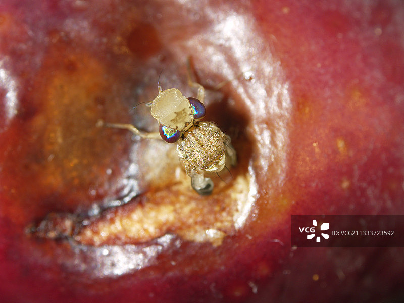 头部前部的隆起（头球）使昆虫能够破蛹而出，孵化后几分钟内就会消失图片素材