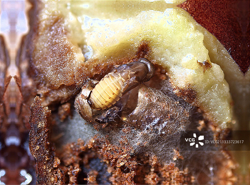 若虫长度约2.8毫米。图片素材