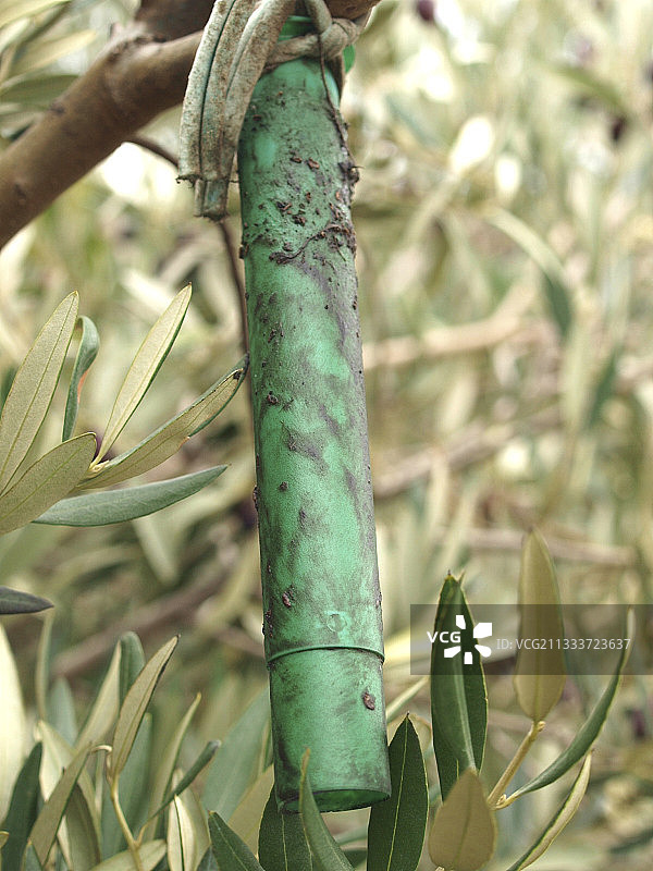 没有杂草的树林，每年使用除草剂使果园看起来干净整洁图片素材