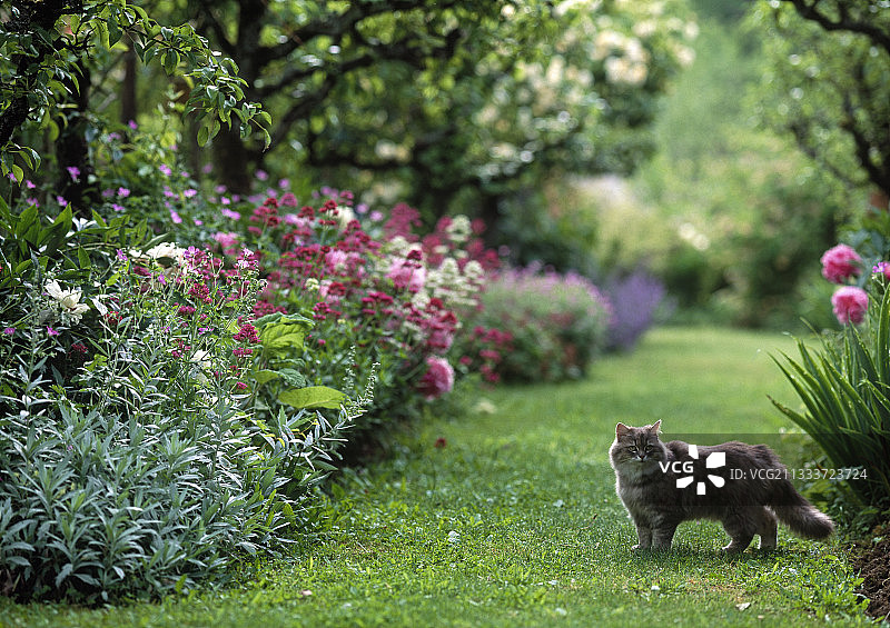 繁花似锦花园小巷里的猫图片素材