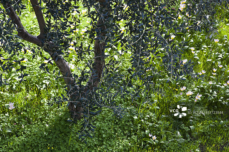 花园里的康提郁金香和橄榄树图片素材