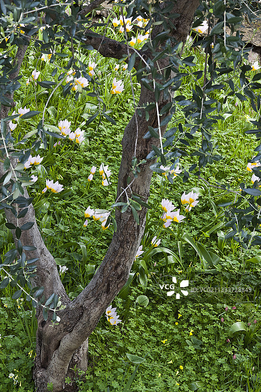 花园里的康提郁金香和橄榄树图片素材