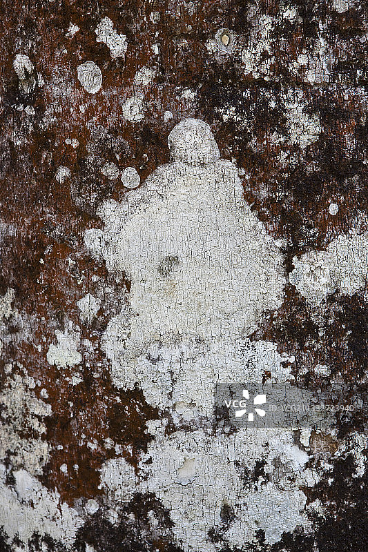 巴西花园中的佛罗里达王棕树干图片素材