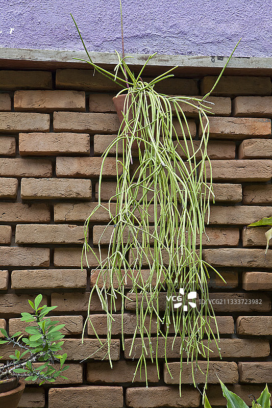 巴西花园中的丝苇图片素材