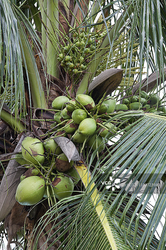 巴西花园中的丝苇图片素材